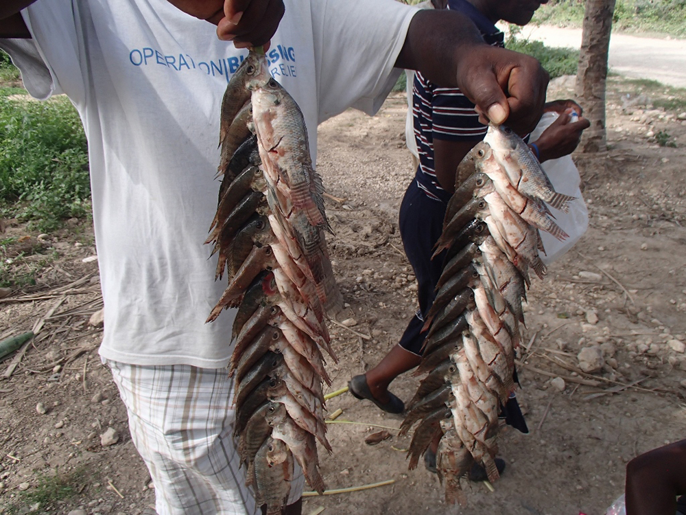 Haiti’s hatchery of hope - Responsible Seafood Advocate