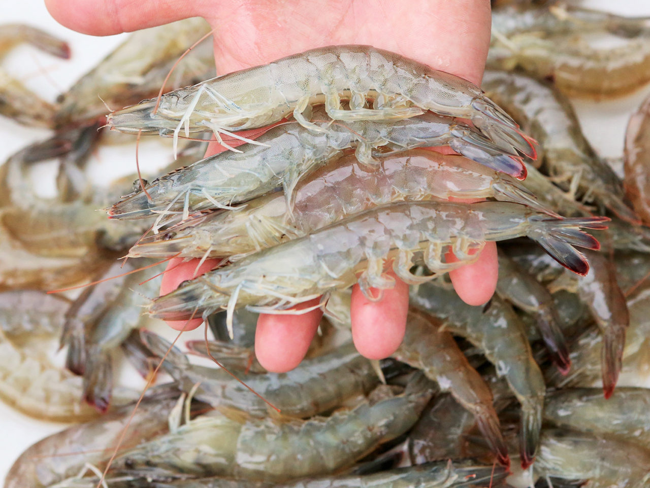 Feed formulations affect shrimp flavor, texture - Responsible Seafood ...