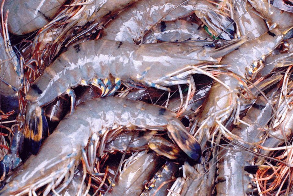 The microsporidium Perezia sp. and cotton shrimp disease - Responsible ...