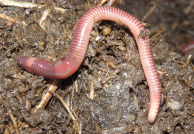 The red earthworm as an alternative protein source in aquafeeds ...