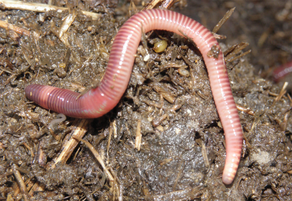 The red earthworm as an alternative protein source in aquafeeds ...