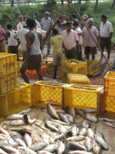 The Fish Farming Industry Of India - Responsible Seafood Advocate