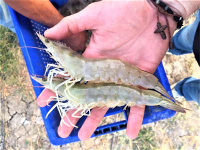 GOAL 2019: Global shrimp production review - Responsible Seafood Advocate