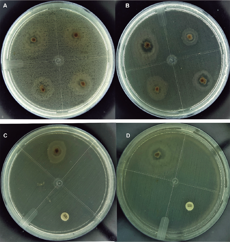 Probiotic capacity of Pseudovibrio denitrificans isolates from a marine ...