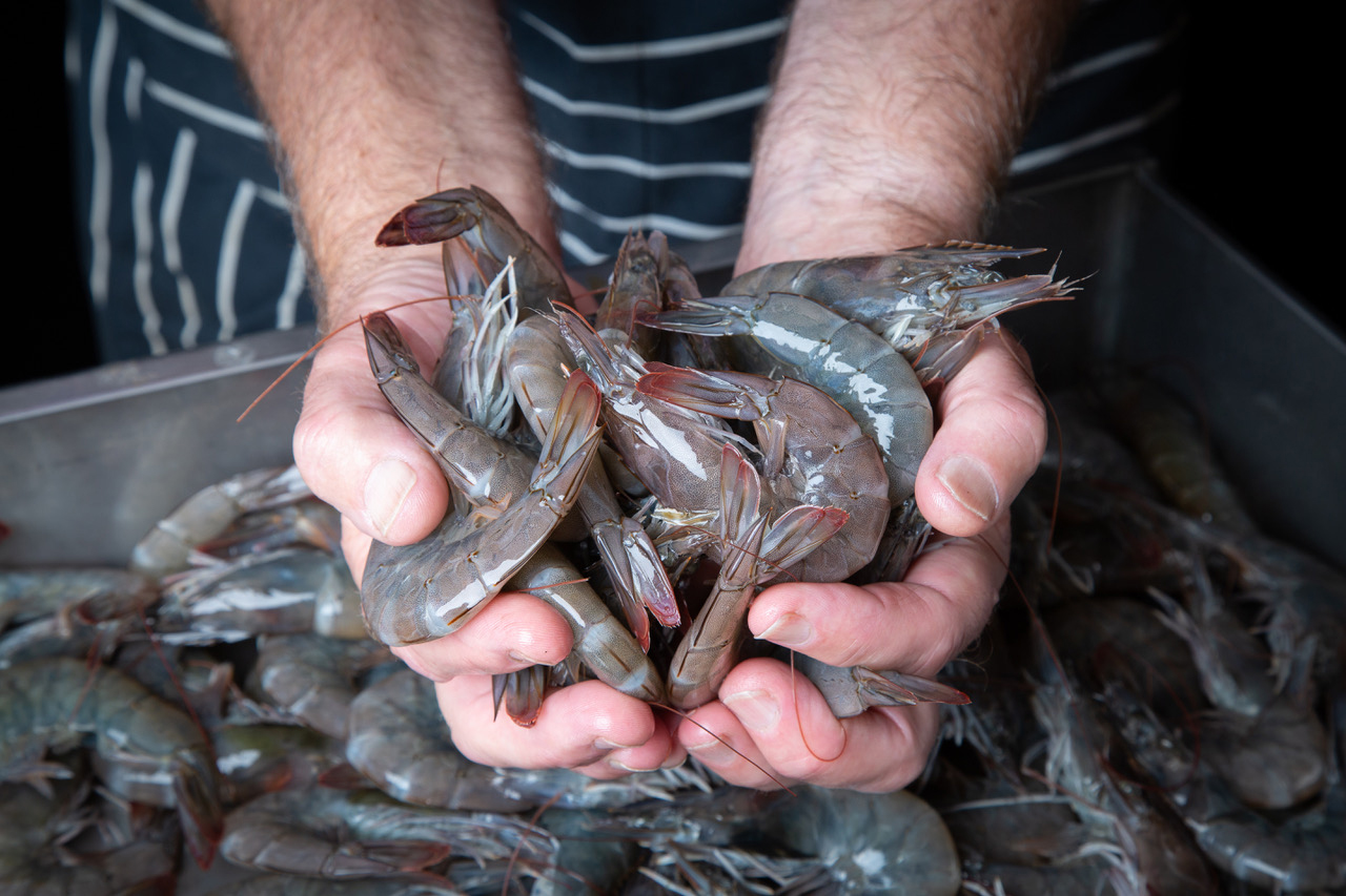 Ascending U.K. prawn farms now riding out the coronavirus storm -  Responsible Seafood Advocate
