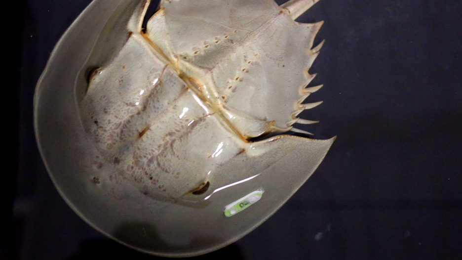 Can farming horseshoe crabs help the COVID-19 cause? - Responsible ...