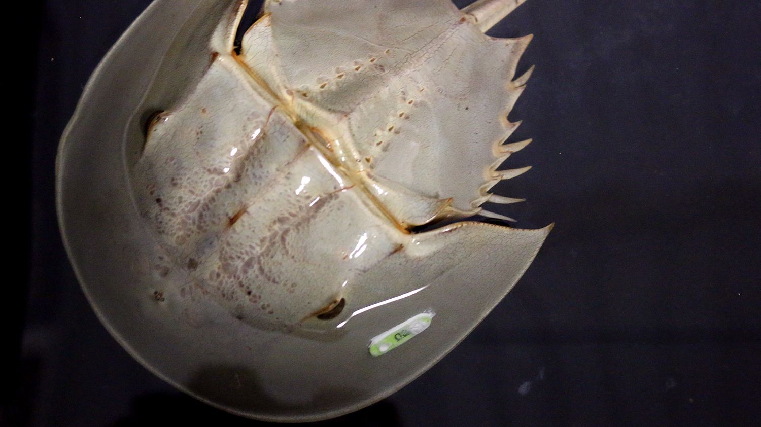 Can Farming Horseshoe Crabs Help The Covid-19 Cause? - Responsible 