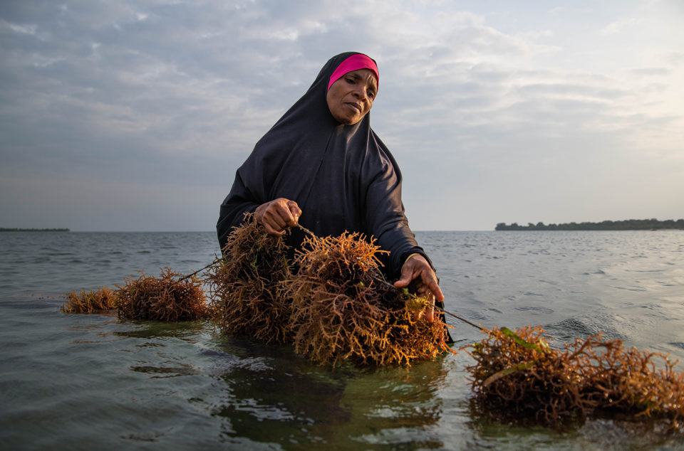 Zanzibari seaweed farmer Bi Kombo Rashidi Ali 