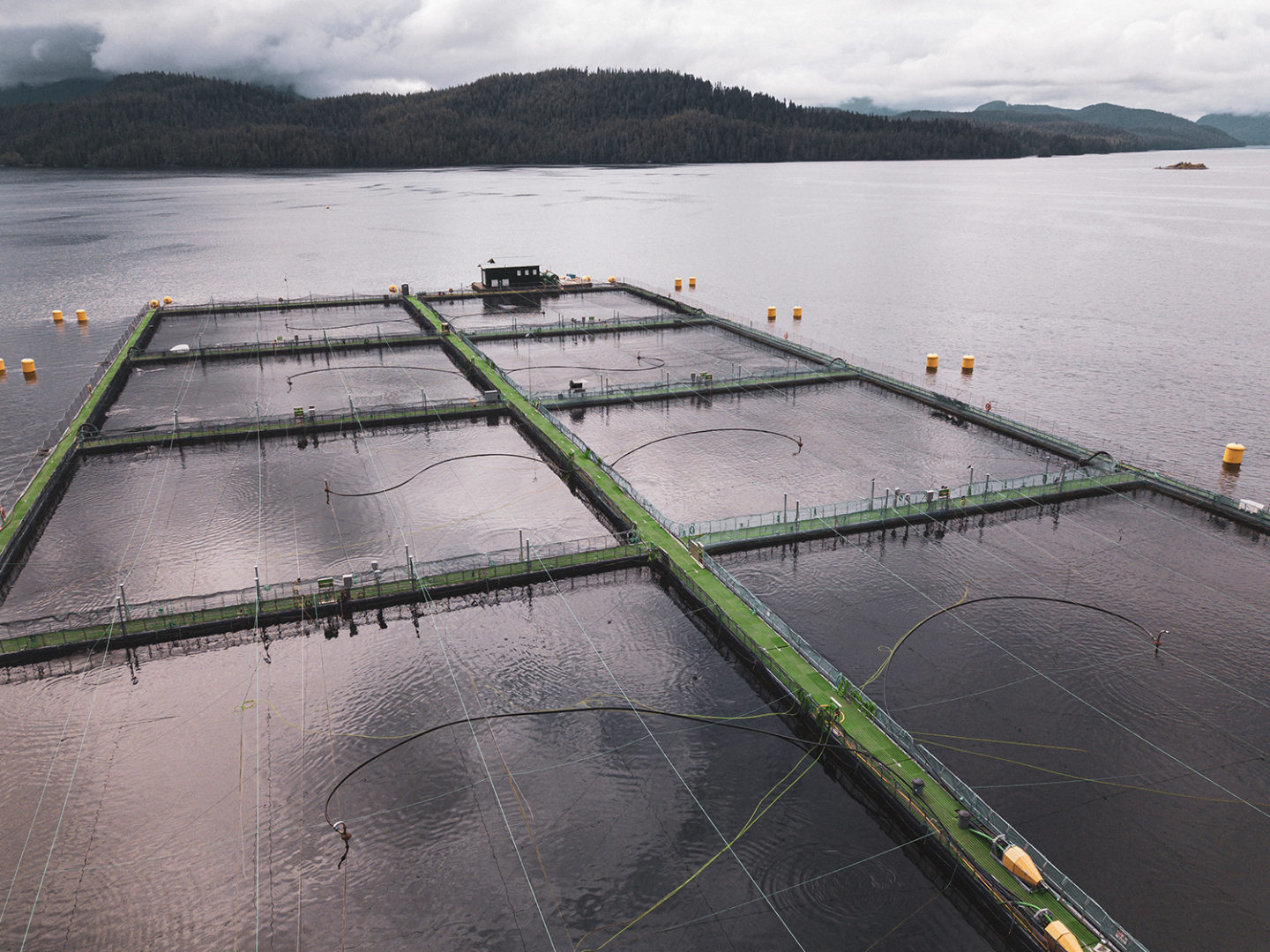 Steel cage salmon farm designer ramping up with capital infusion ...