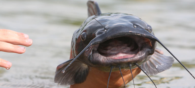 U.S. catfish