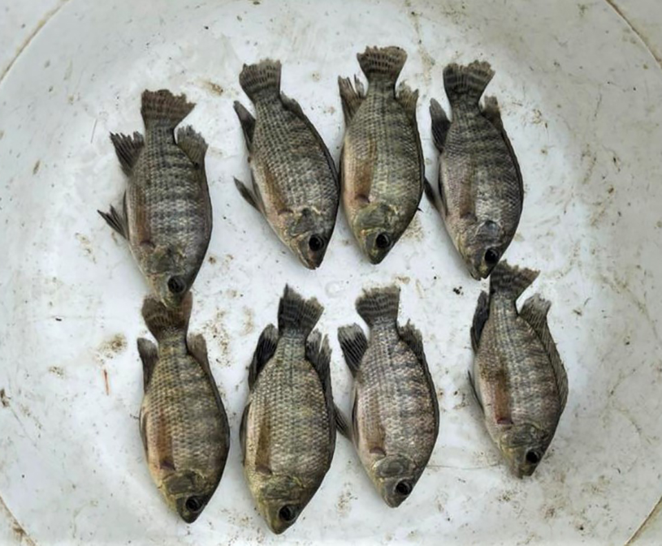 Article image for Evaluation of yeast-fermented poultry byproduct meal in Nile tilapia