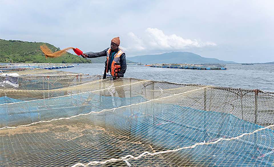 Article image for How resilient is aquaculture in the face of a pandemic?