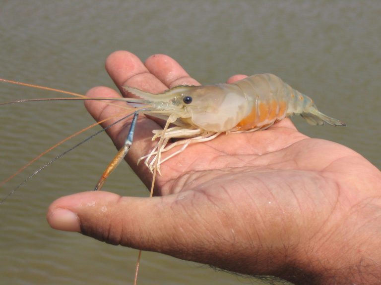 Article image for Equipos de genómica y alimentos acuícolas apuntan a mejorar la acuacultura del camarón de agua dulce