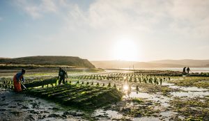 How a land-preservation easement saved a California oyster company