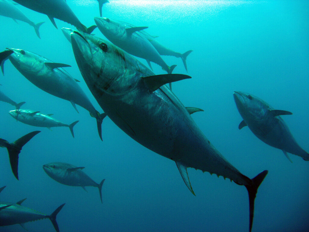 Article image for ISSF: 99.1% of participating tuna companies comply with conservation measures