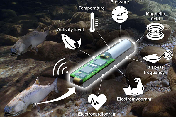 Pacific Northwest National Laboratory launches 'first-of-its-kind'  biotelemetric fish fitness tracker - Responsible Seafood Advocate