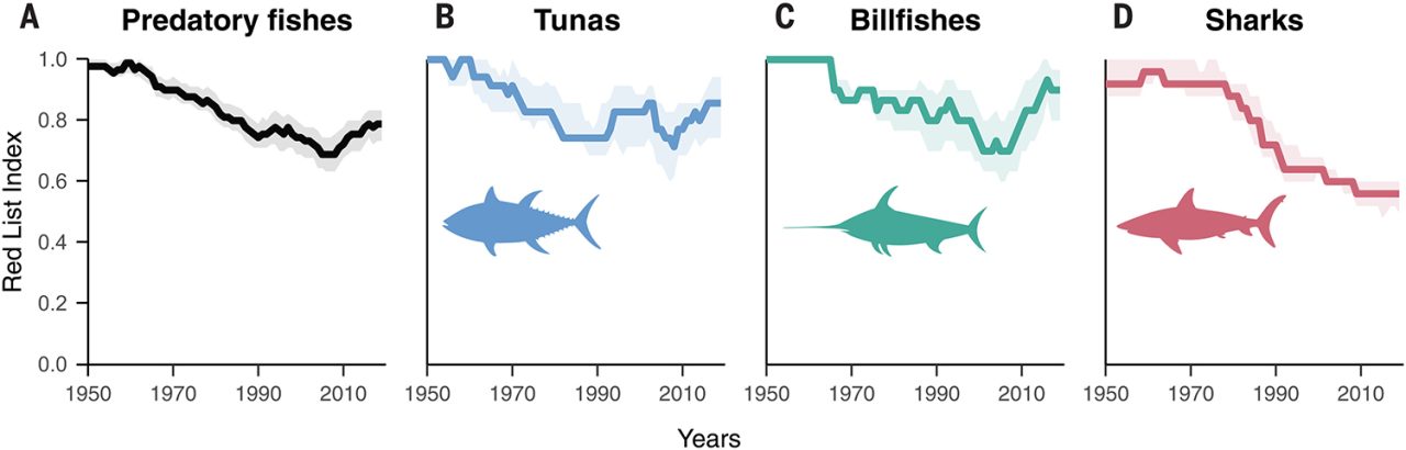 Fisheries in Focus: Tunas and billfishes are improving on the IUCN Red ...