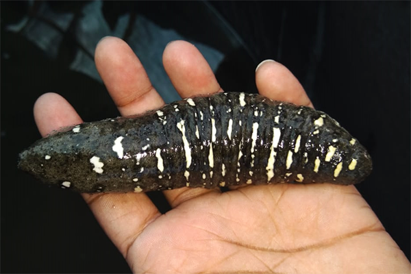 Are Sea Cucumbers a Cleanup Solution to Fish Farm Pollution