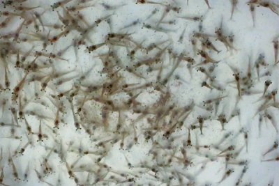 Effects of a multi-species probiotic on Pacific white shrimp growth ...