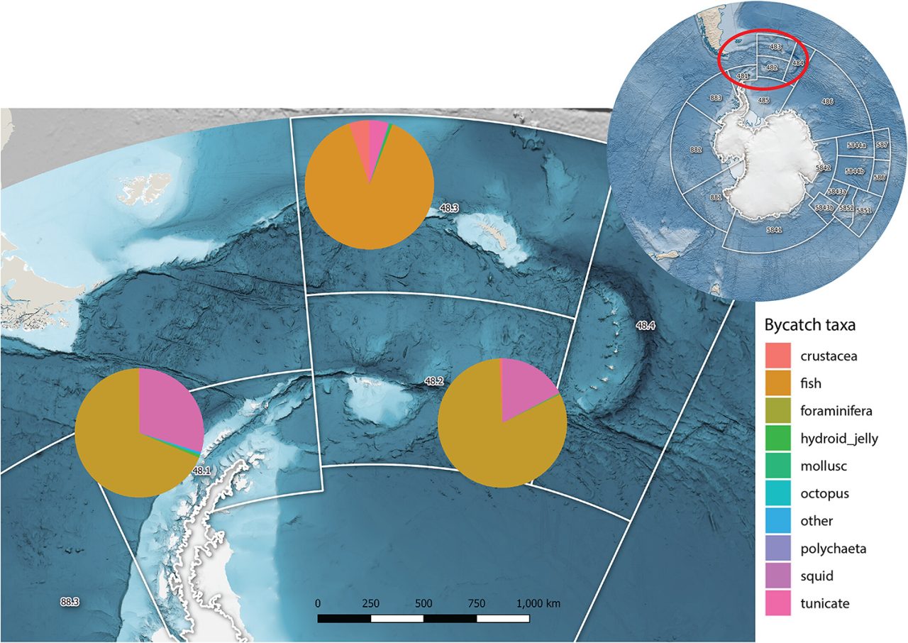 A Review Of Bycatch In The Antarctic Krill Trawl Fishery - Responsible ...