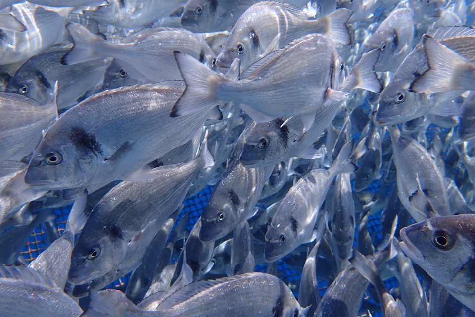 Aquaculture Tourism: An Unexpected Synergy For The Blue Economy ...