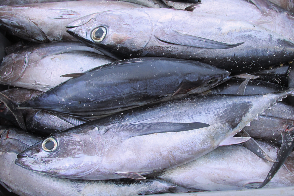 Determining morphological characteristics of three tuna species using  machine learning algorithms - Responsible Seafood Advocate
