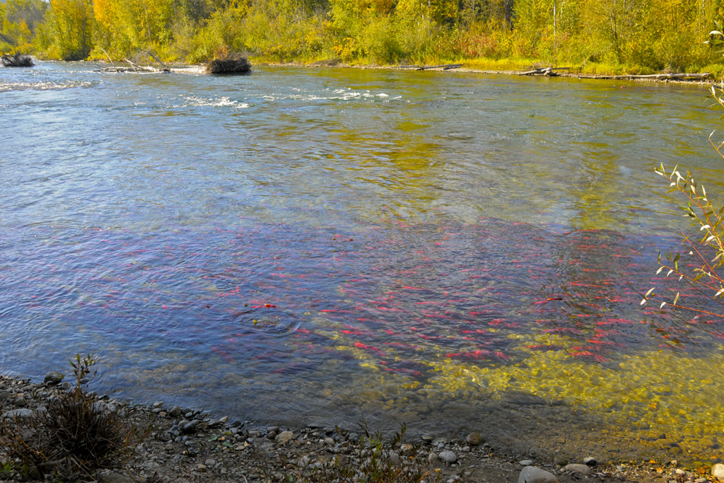 Article image for Climate change and reproductive biocomplexity in fishes: Management approaches for fisheries and aquaculture