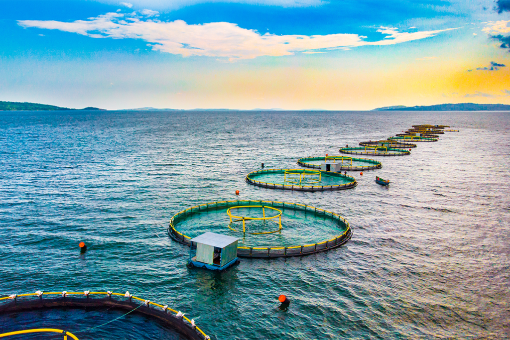 Article image for Could fish aggregation at ocean aquaculture structures expand wild populations and local fisheries?