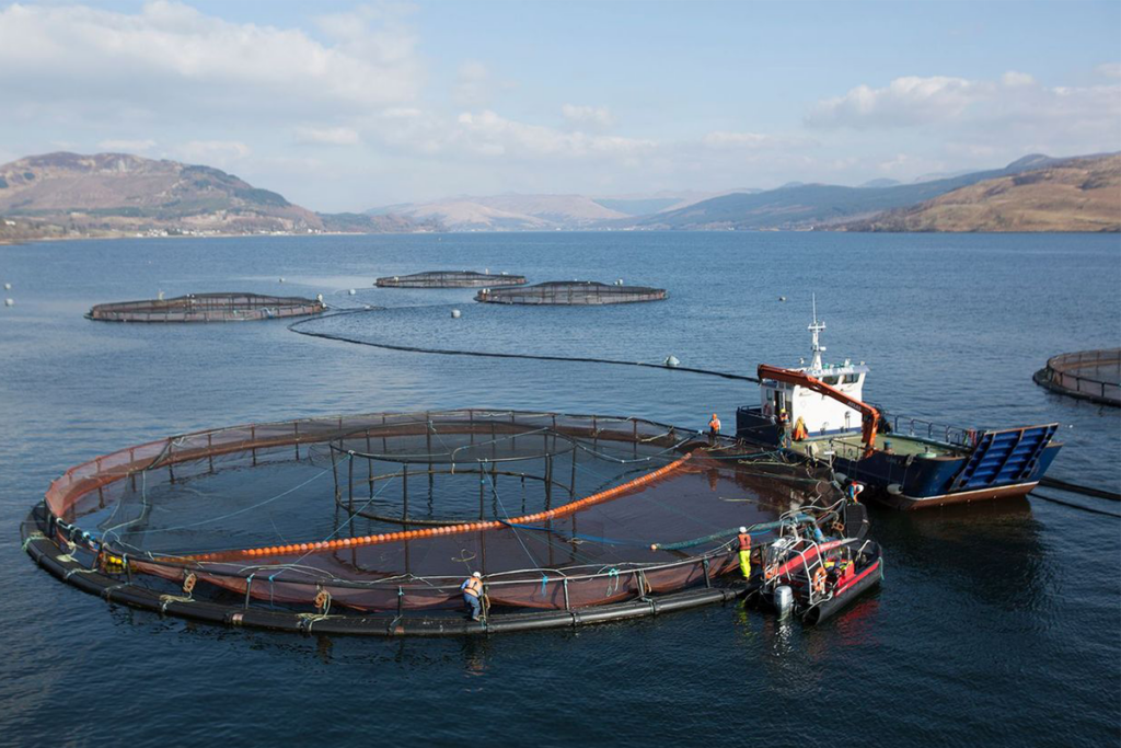 Article image for ¿Han descubierto los investigadores cómo ralentizar el proceso de envejecimiento del salmón del Atlántico?