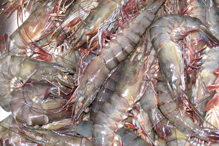 Article image for Variations in shrimp allergens and place of origin can affect food safety assessments