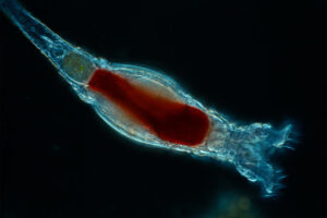 Potencial de agentes biológicos para reducir la carga bacteriana de Vibrio en rotíferos y larvas de peces