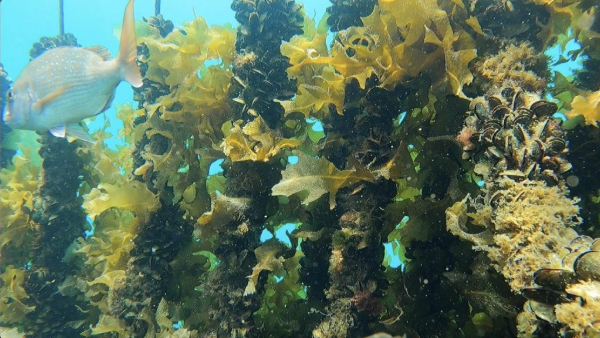 seaweed farming