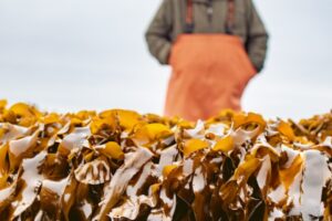 Maine seaweed-farming network harvests a record 1.3 million pounds in 2024