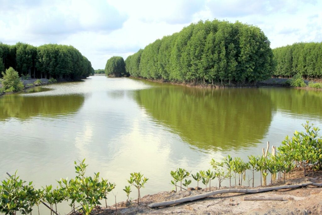 Minh phu mangrove shrimp farms in Cau Mau