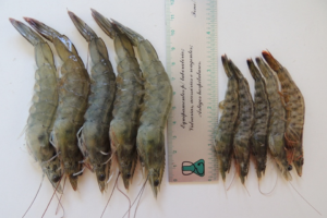 Comparative experimental culture of pink and Pacific white shrimp in a biofloc technology system