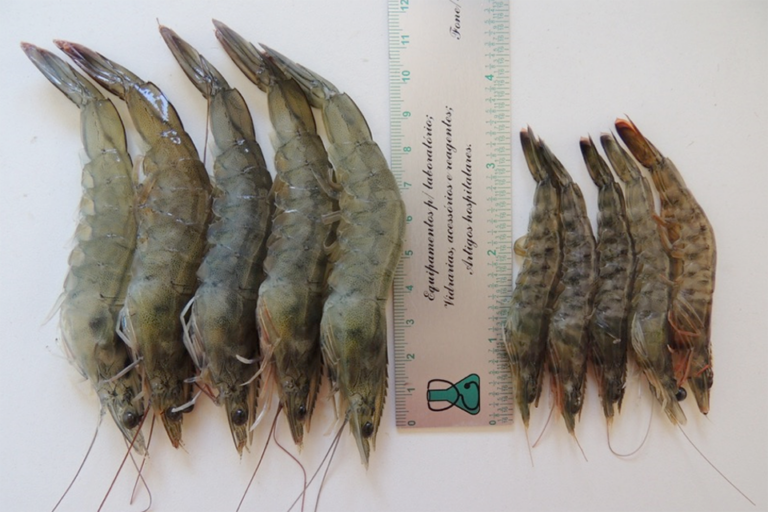 Article image for Comparative experimental culture of pink and Pacific white shrimp in a biofloc technology system