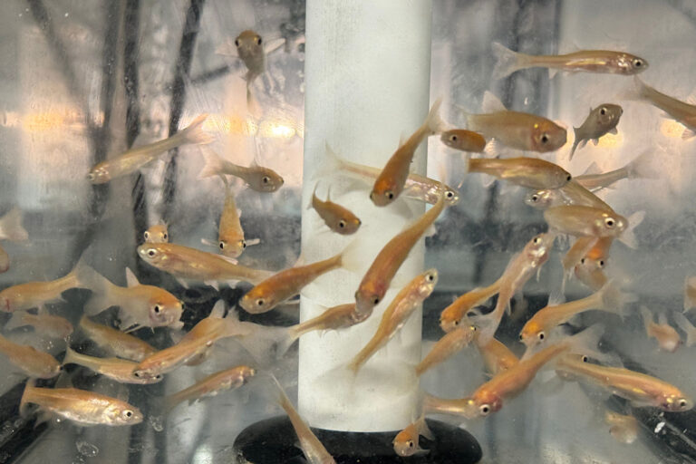 Article image for Japanese researchers deploy environmental DNA to understand biodiversity and solve aquaculture riddles