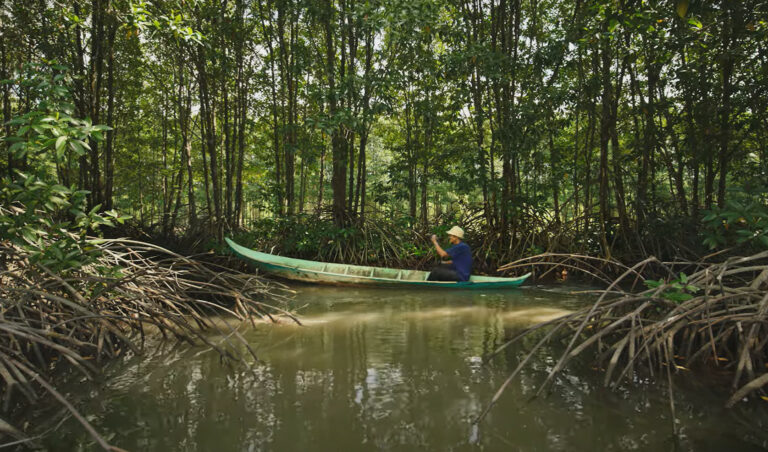 Featured image for BAP Producer Spotlight: Mangrove Shrimp Farming in Vietnam with Minh Phu