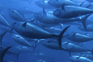 Fisheries in Focus: Recent paper in Science confirms basic fisheries science, conjures causality