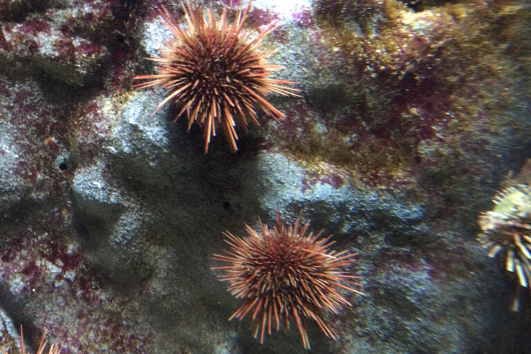 Article image for How ocean warming and acidification affect the life cycle of six commercial sea urchin species