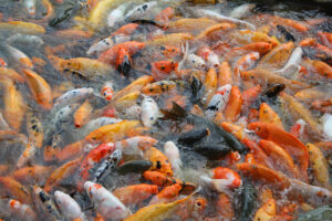 Advances in breeding technologies for fish color traits in aquaculture
