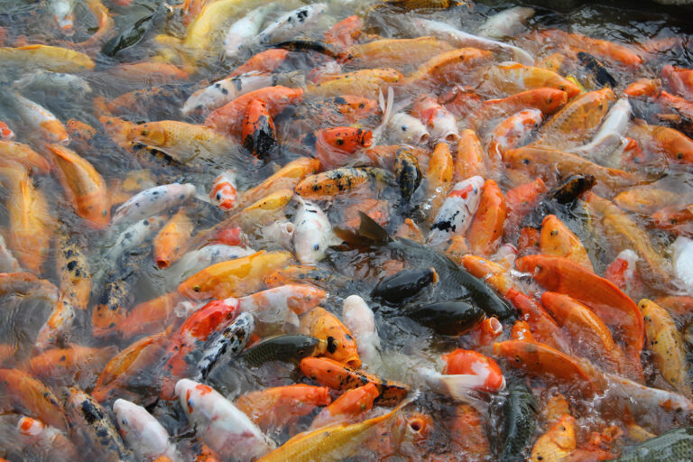 Article image for How light intensity levels can impact stress effects in Nile tilapia aquaculture
