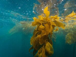 Seaweed farming collaboration a first for Scottish Sea Farms