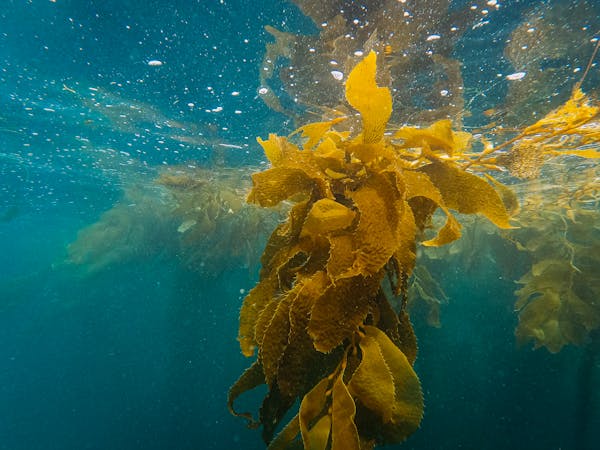 Article image for Seaweed farming collaboration a first for Scottish Sea Farms