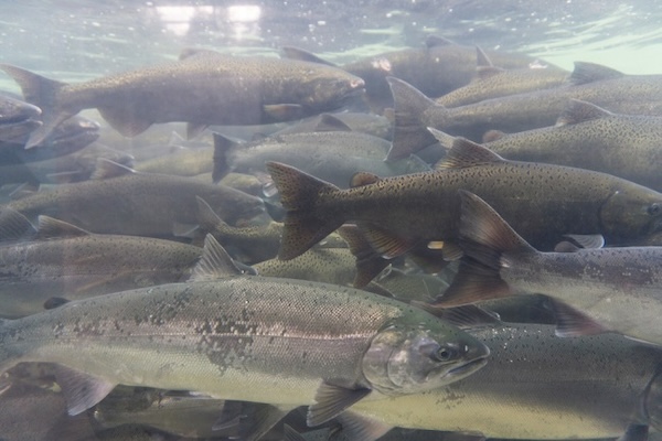Article image for University of Glasgow will increase its salmon and seaweed farming research