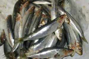 Applying fish DNA sensors for authenticity assessment to sardine species identification