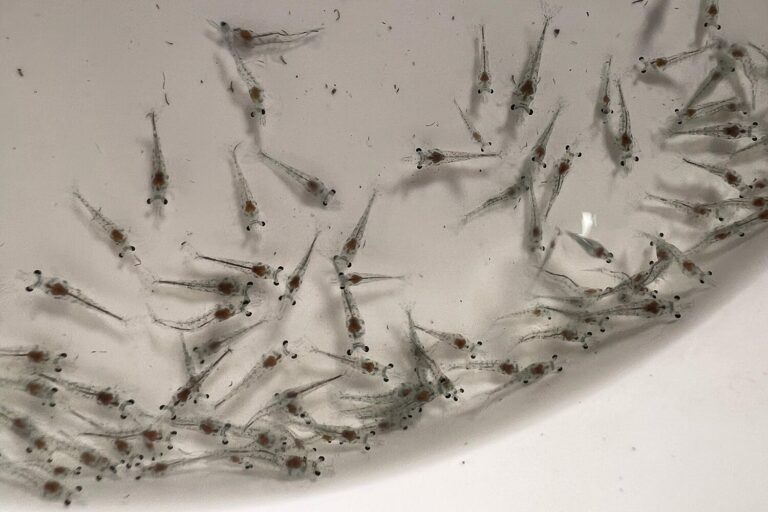 Article image for Las Bolitas Syndrome in Latin American Pacific white shrimp hatcheries