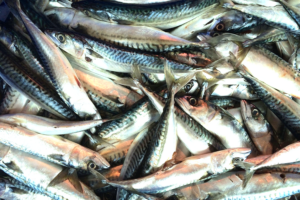 Quantifying global redundant fisheries trade to streamline seafood supply chains