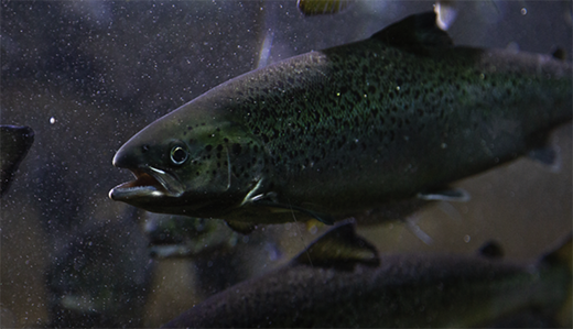 Image for article: Using AI to streamline gender-sorting processes in salmon aquaculture