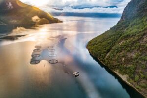 Aquaculture sector enters second half of 2024 with growing demand and normalizing costs: Rabobank